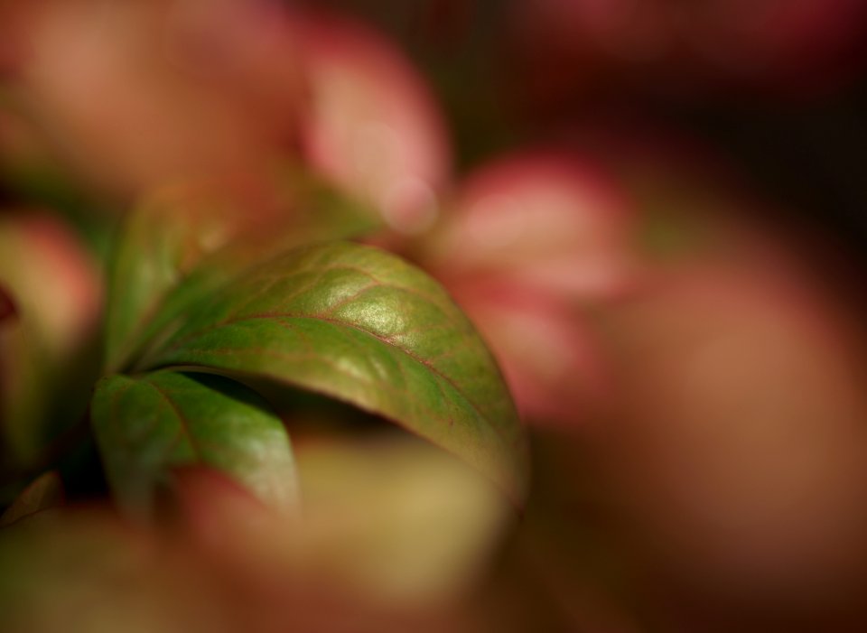 62 leaves etc. Spiraea photo