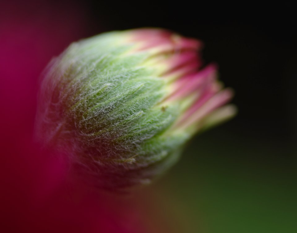 100 flowers Gerbera photo