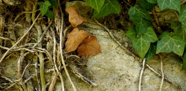 59 leaves etc. Sundridge 