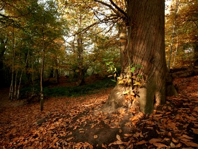 95 kent Shorne Wood Country Park photo