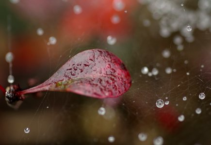 57 leaves etc. Berberis photo