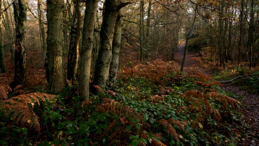 93 kent Oldbury Hill Fort photo