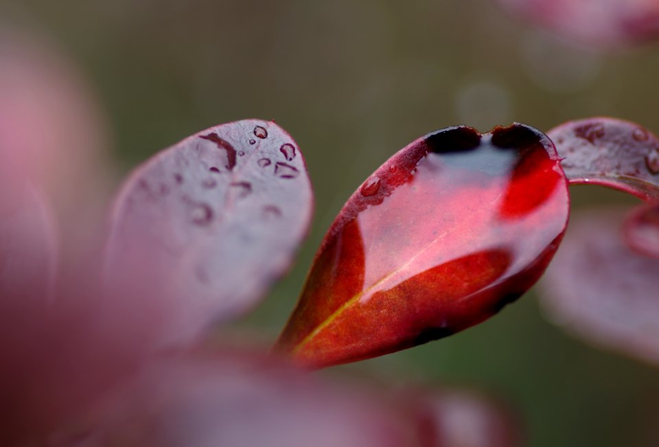 55 leaves etc. Berberis 
