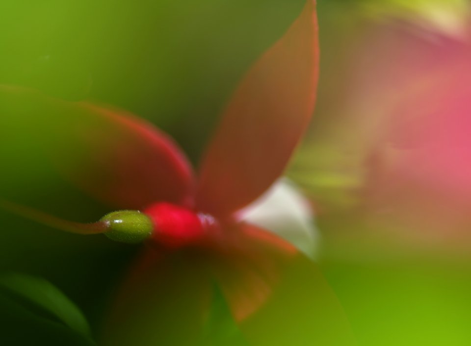 91 flowers Fuchsia 