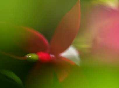 91 flowers Fuchsia photo