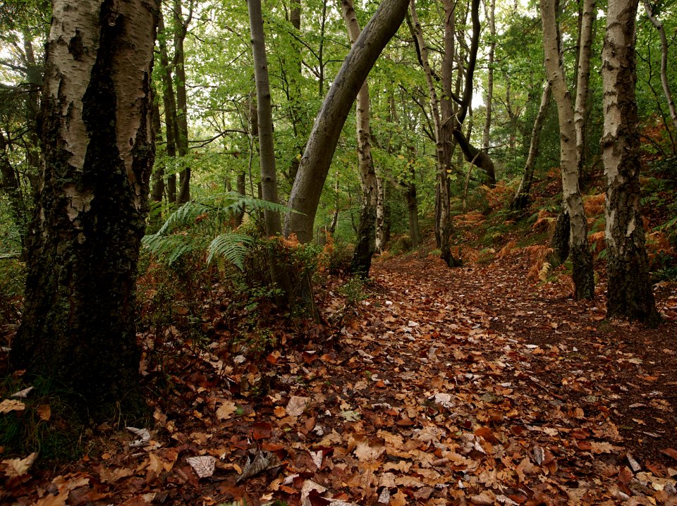 83 kent Oldbury Hill Fort 