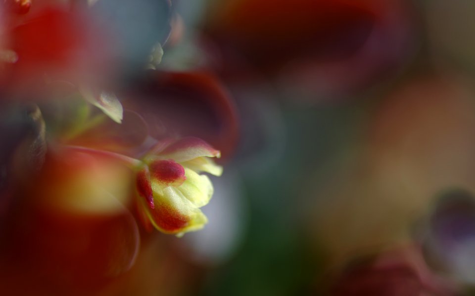89 flowers Berberis 