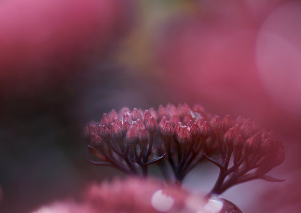 47 leaves etc. Sedum 