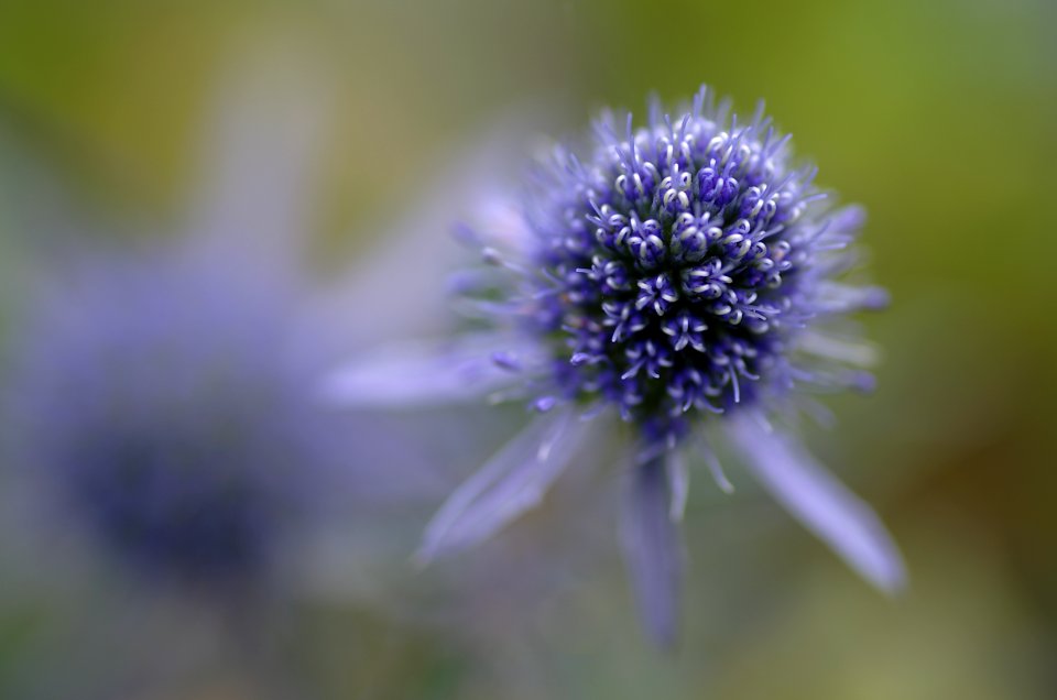 83 flowers Danson Park 