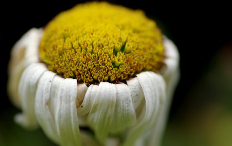 85 flowers Echinacea photo