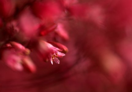82 flowers Heuchera 