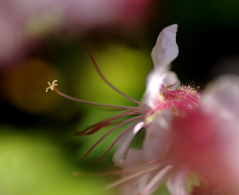 80 flowers Geranium 