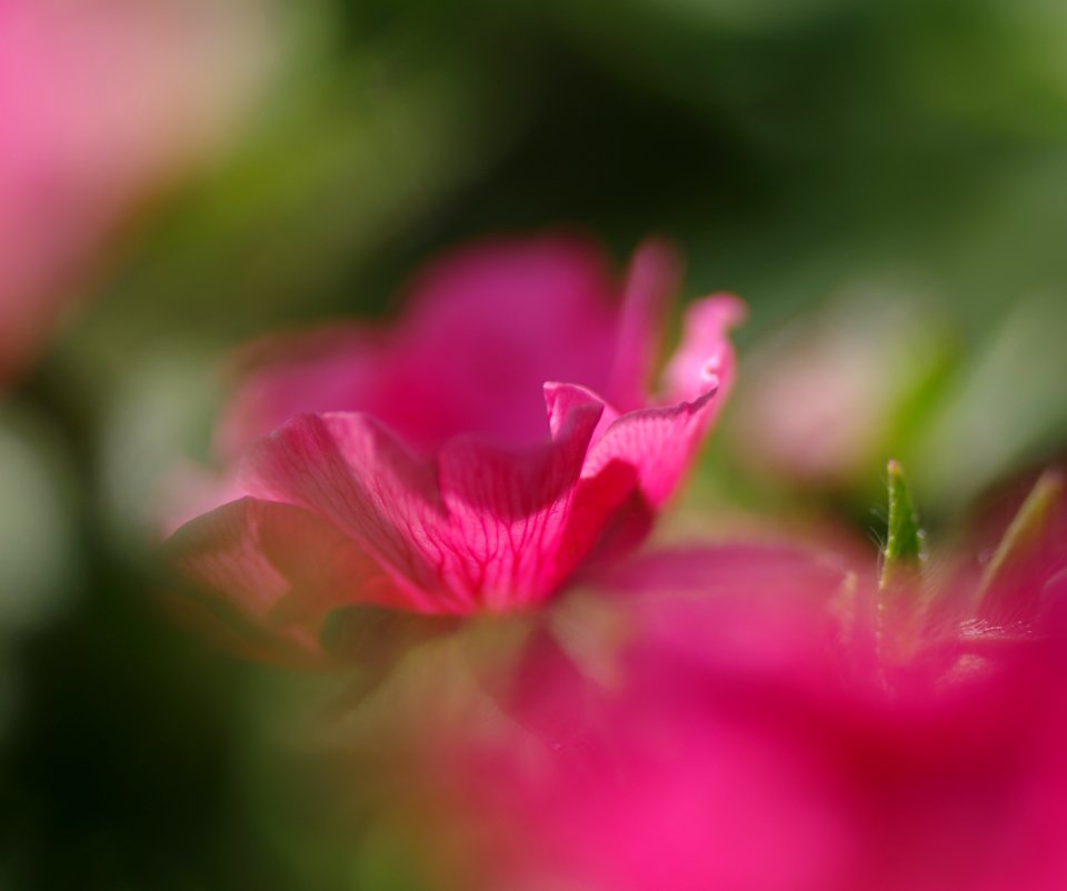 79 flowers Danson Park 