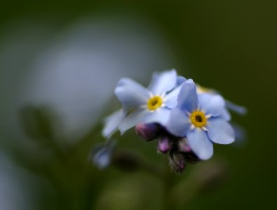 77 flowers Forget-me-not 