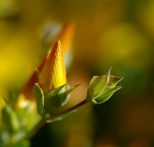 78 flowers Halimium Calycinum photo