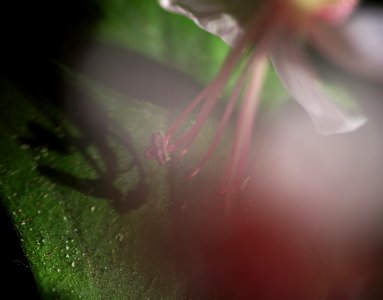 73 flowers Geranium photo