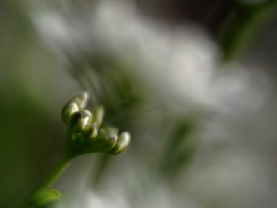 74 flowers Candytuft photo