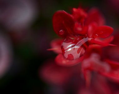 42 leaves etc. Berberis 