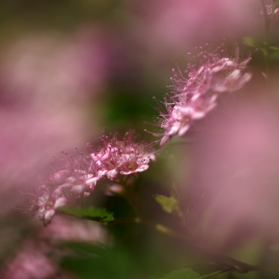 71 flowers My Garden photo