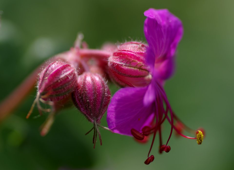75 flowers Geranium 