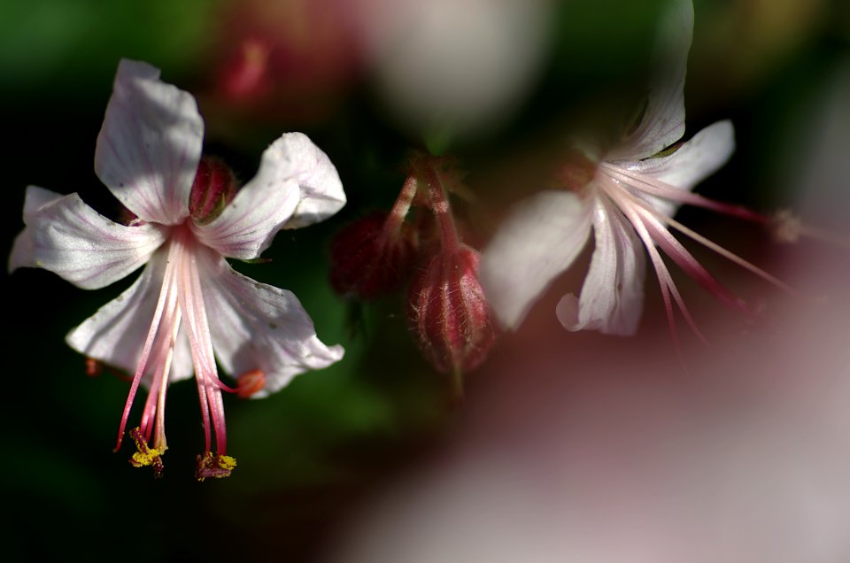 68 flowers Geranium 