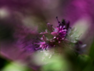 69 flowers Hebe 
