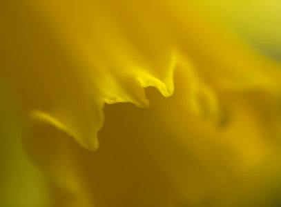 67 flowers Daffodil photo