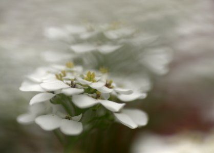 65 flowers Candytuft photo
