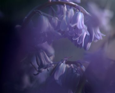 66 flowers Hyacinth photo