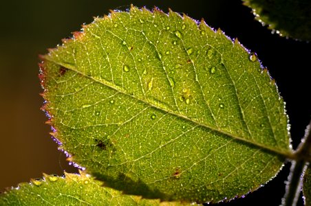 40 leaves etc. Danson Park photo