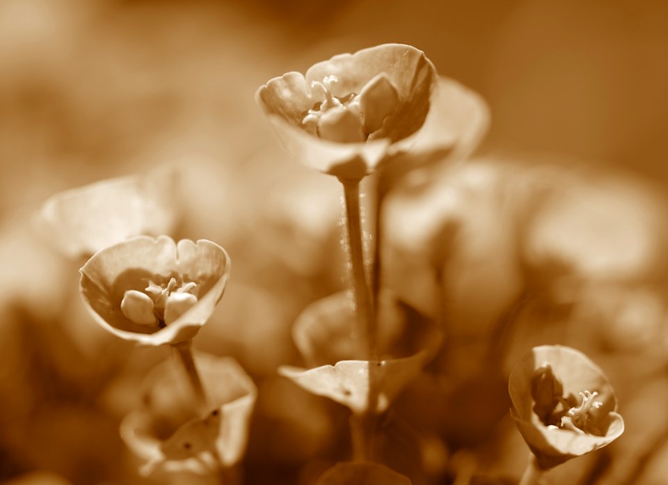64 flowers Euphorbia 