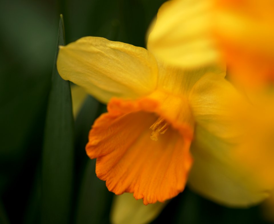 62 flowers Daffodil photo