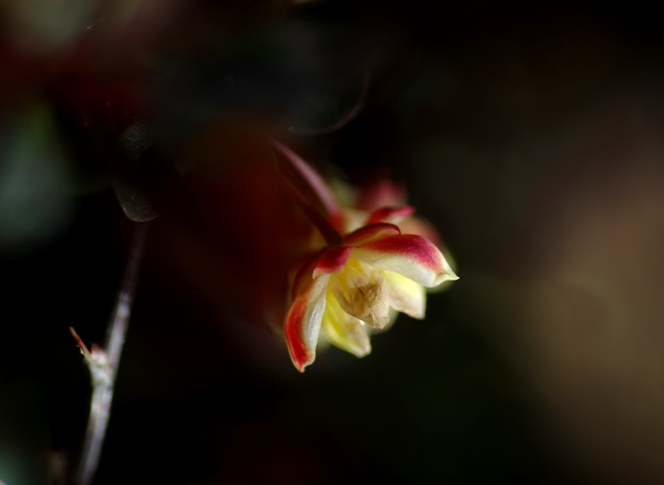 63 flowers Berberis 