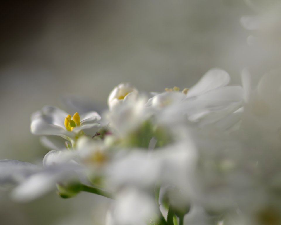 61 flowers Candytuft 