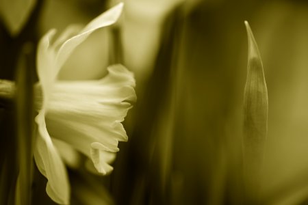 58 flowers Daffodil 