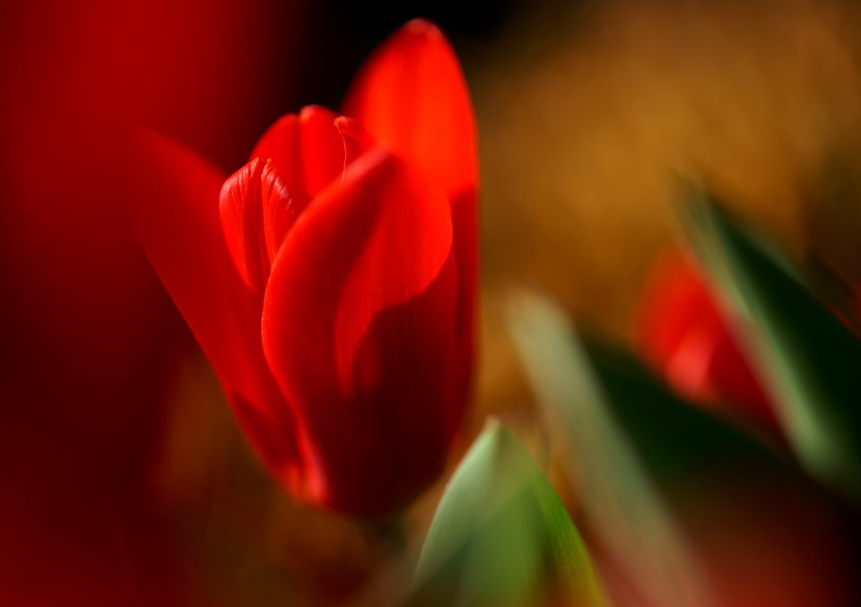 59 flowers Tulip 