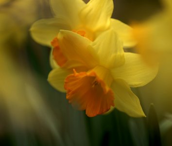 57 flowers Daffodil photo
