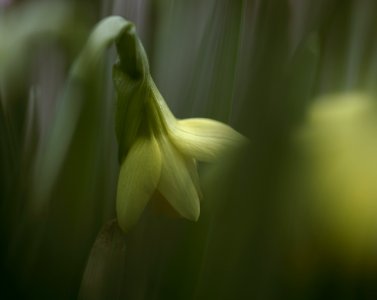 55 flowers Narcissus photo