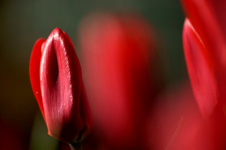 54 flowers Tulip 
