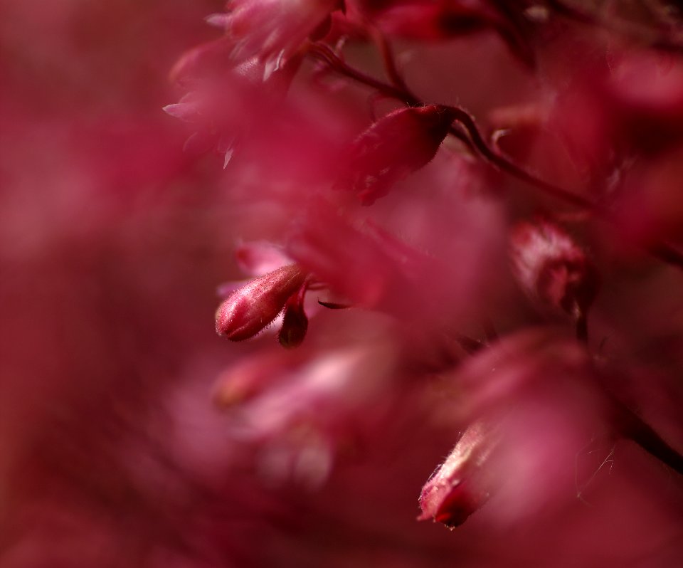 52 flowers Heuchera 