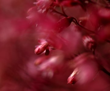 52 flowers Heuchera photo