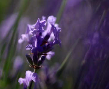 51 flowers Lavender photo