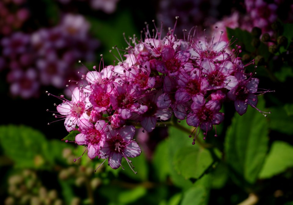 50 flowers My Garden 