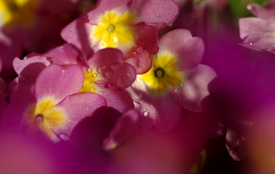 46 flowers Primula 