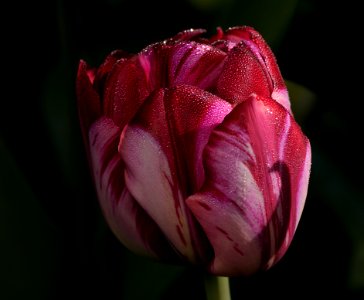 44 flowers Tulip photo