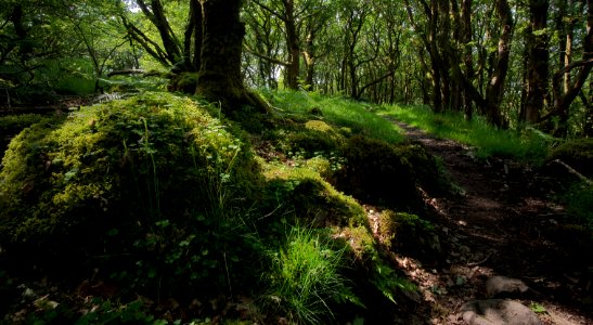 69 pembrokeshire Ty Canol Wood 