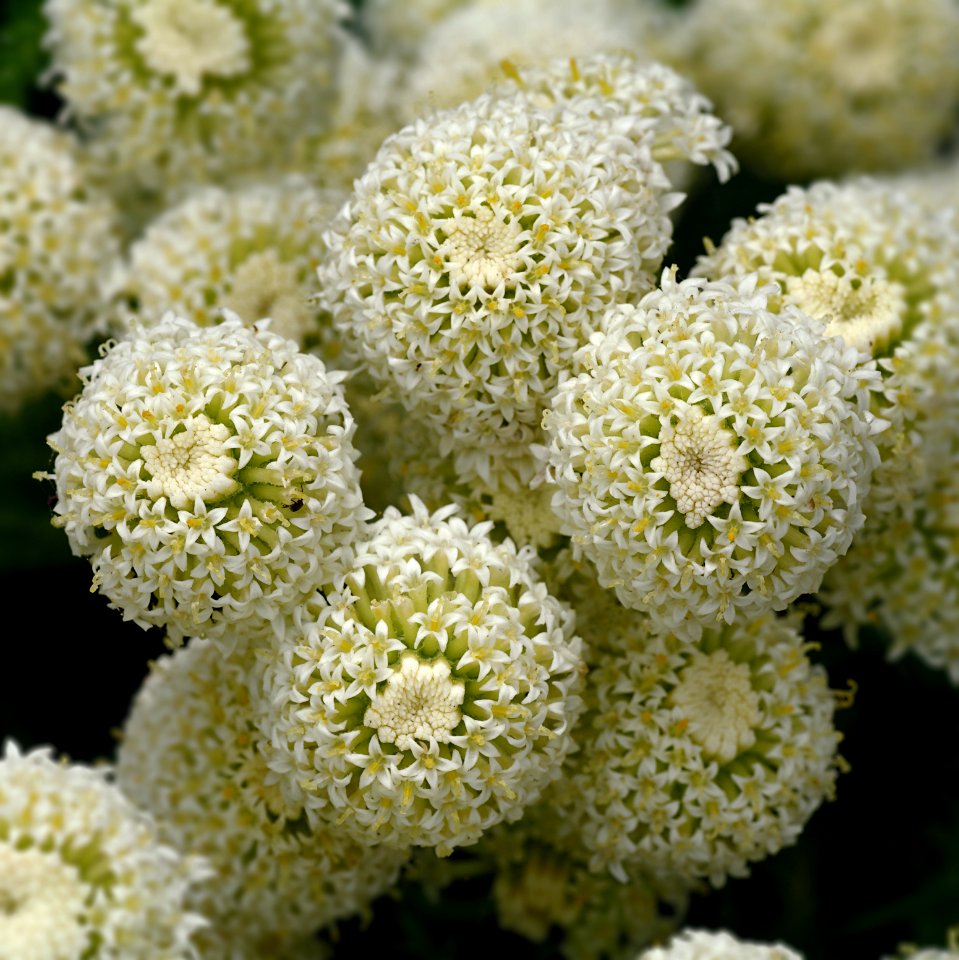 41 flowers My Garden 