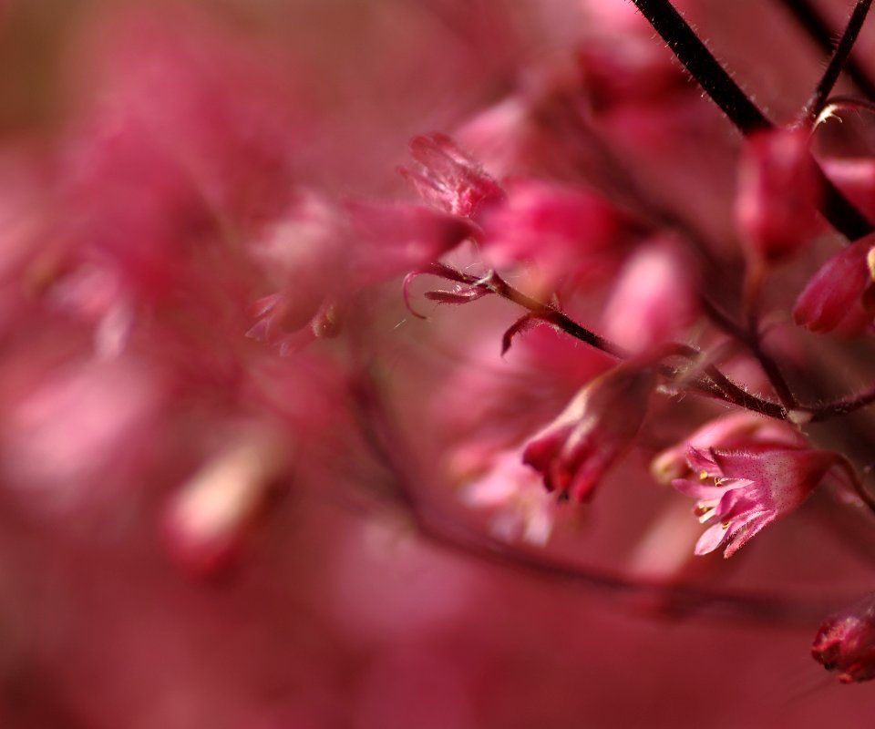 40 flowers Heuchera 