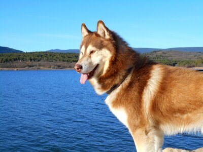 Animal hairy inuki