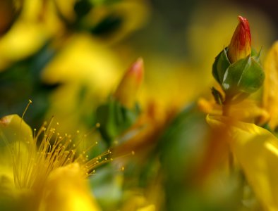 39 flowers Halimium Calycinum photo